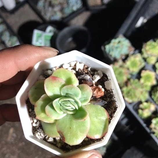 璐***瘦纯爱系列出版社花雨在北京
