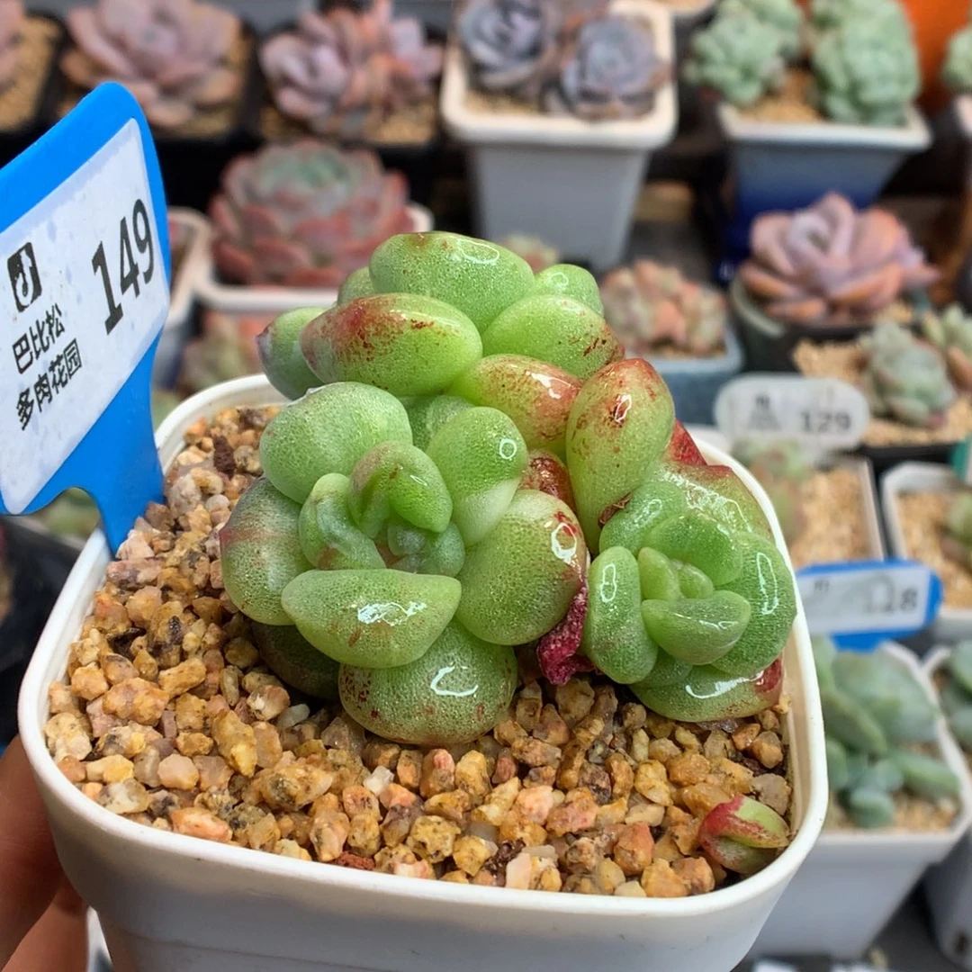 149彩锦冰玉石化多肉植物