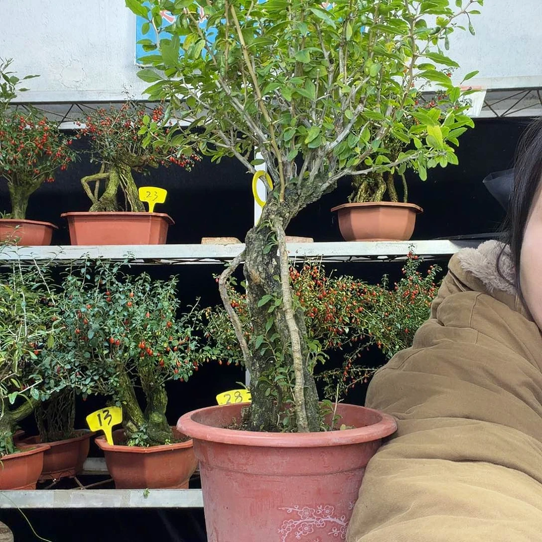 初***你完全开放枸杞盆景一物一拍