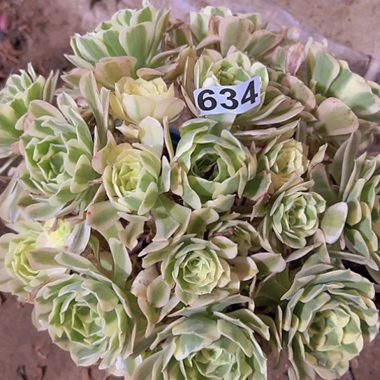 金***天一颗多肉法师植物 有瑕疵