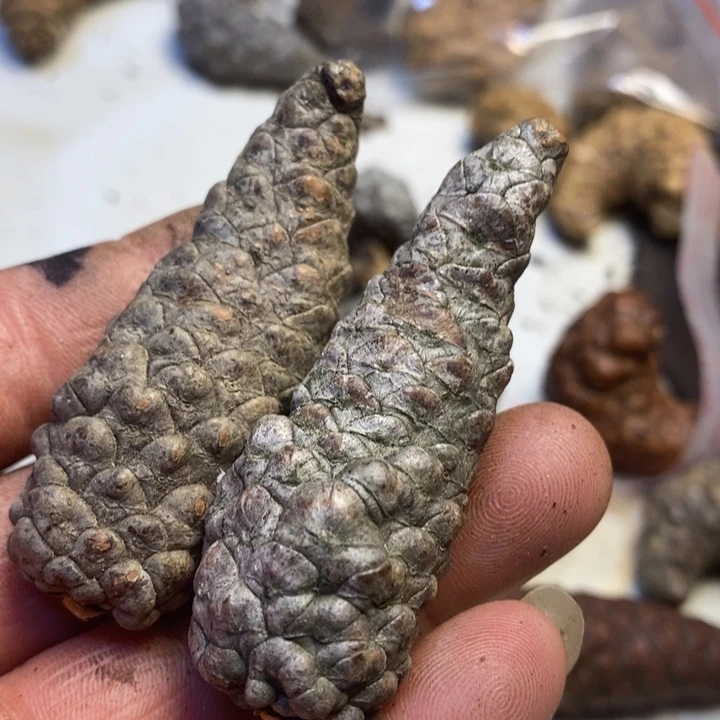 吊坠桃核东北特产131