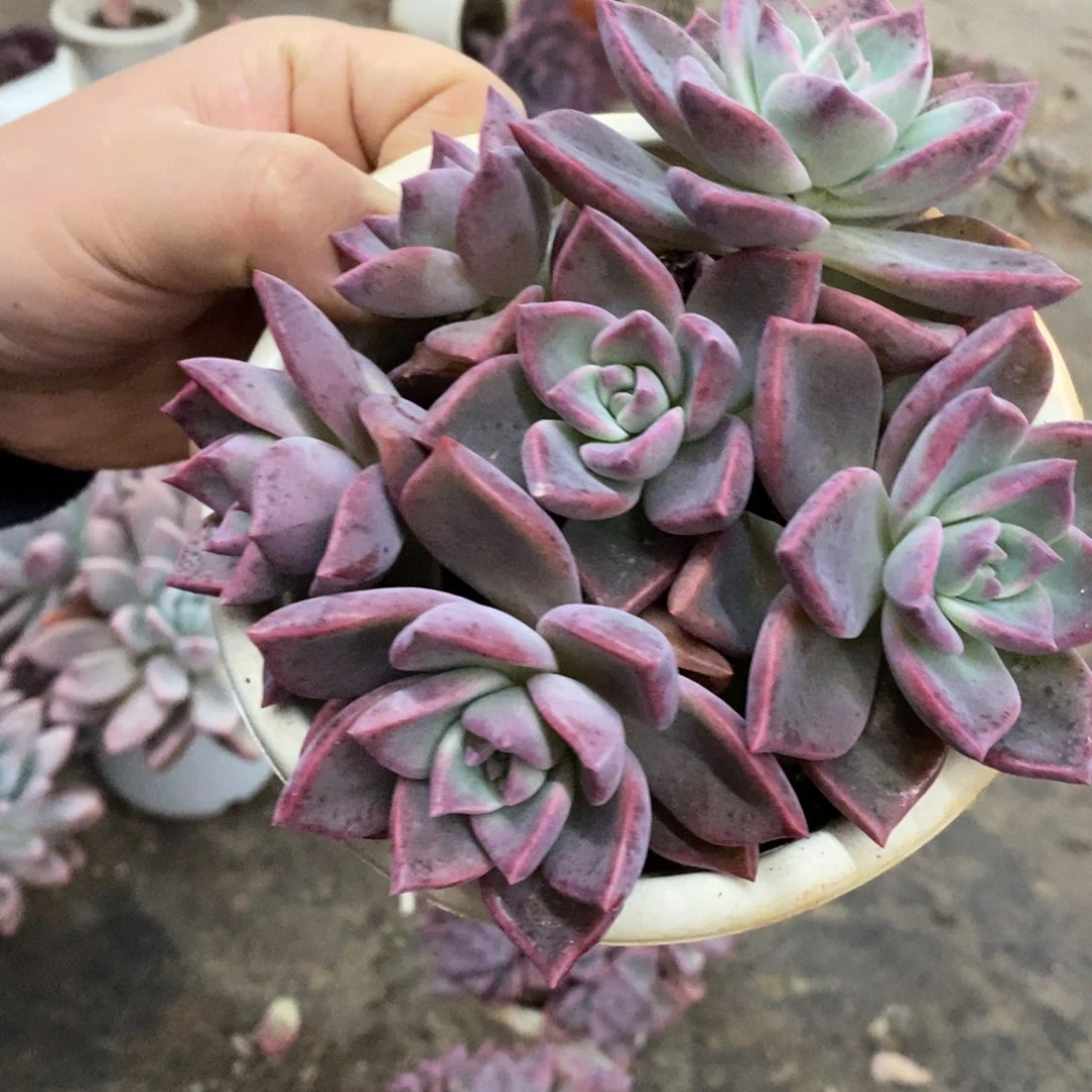 冰月六头起发整桩带盆土