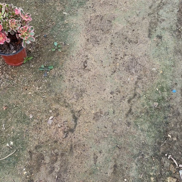 *****发10个。多肉植物的