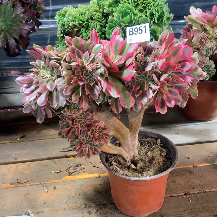 951粉女巫缀多肉大师