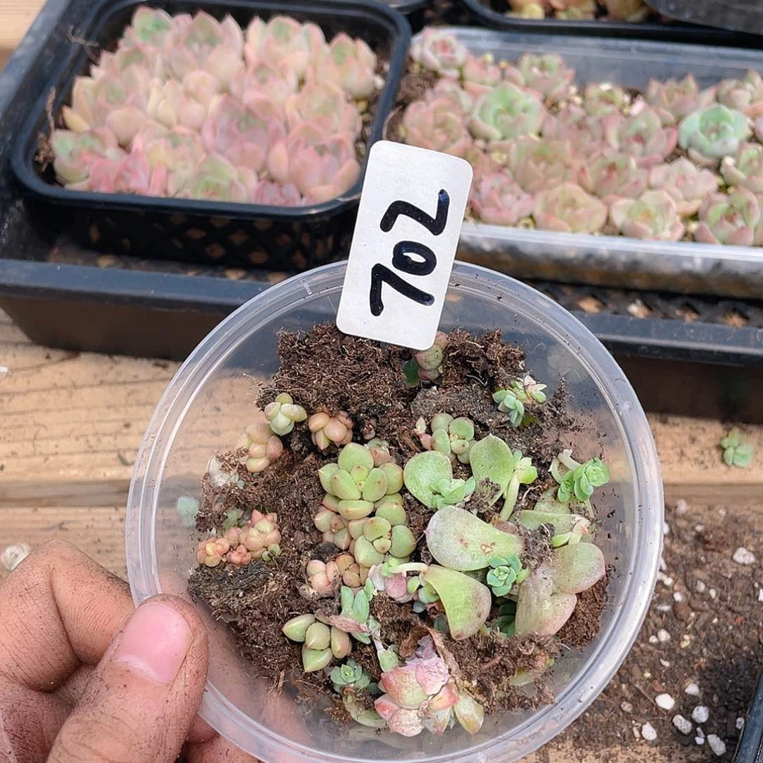 多肉植物多肉植物702