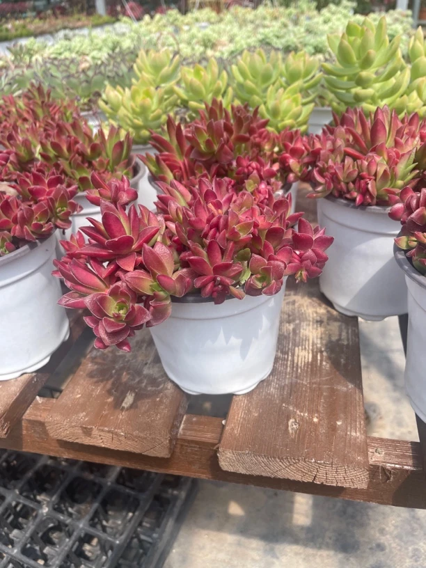 火祭【满15包邮】跳动的火焰 耀眼夺目