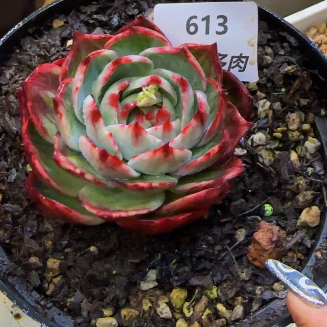 -*谷云南精品多肉613