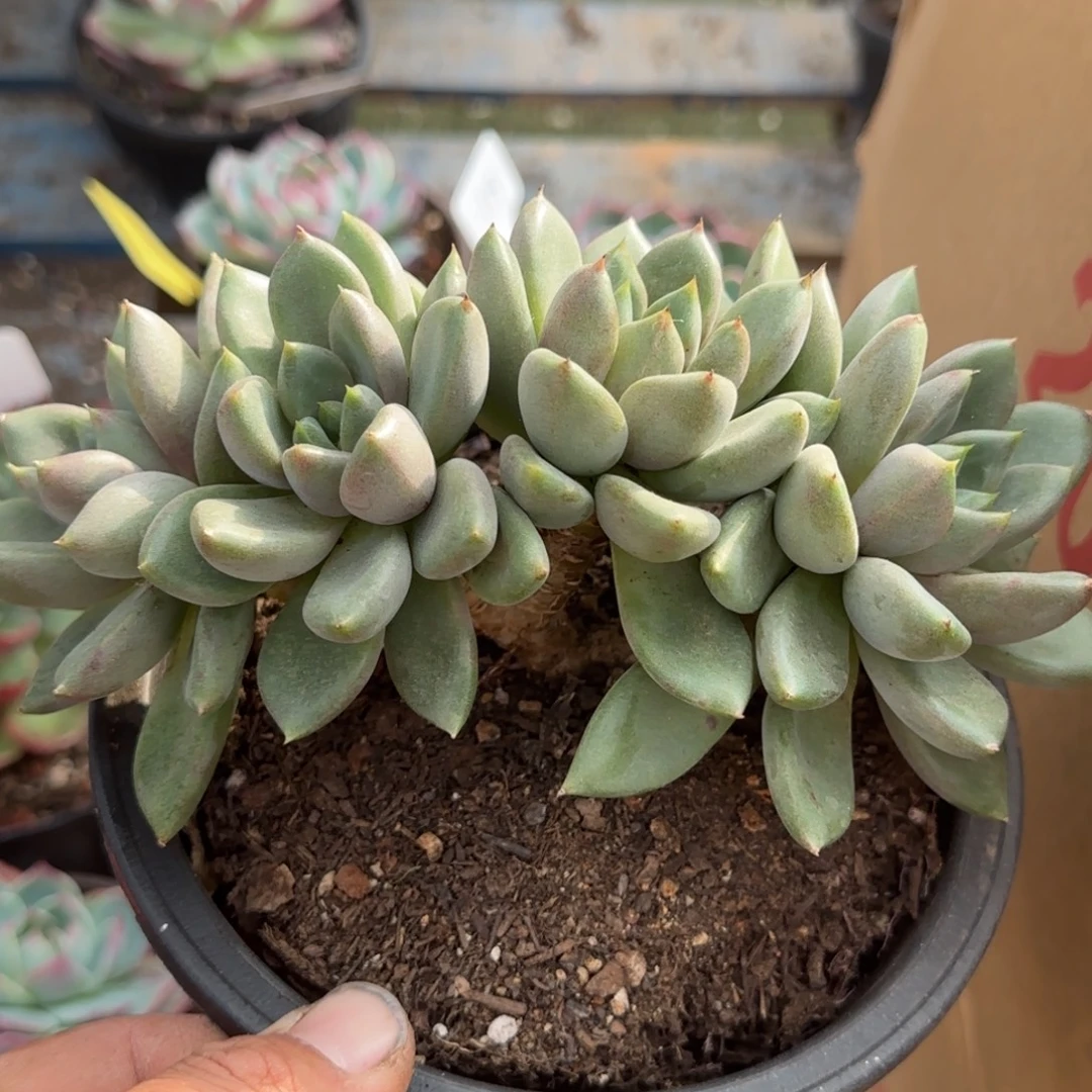 红象牙朵朵惊鸿一物一拍包装收缩花旱