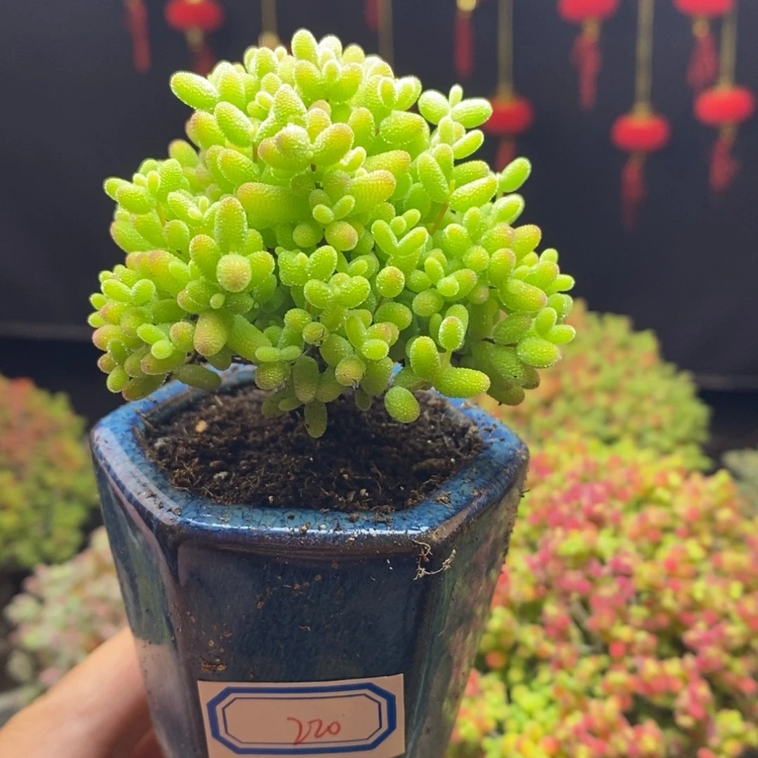 220号蜜橘糖球枝干多肉