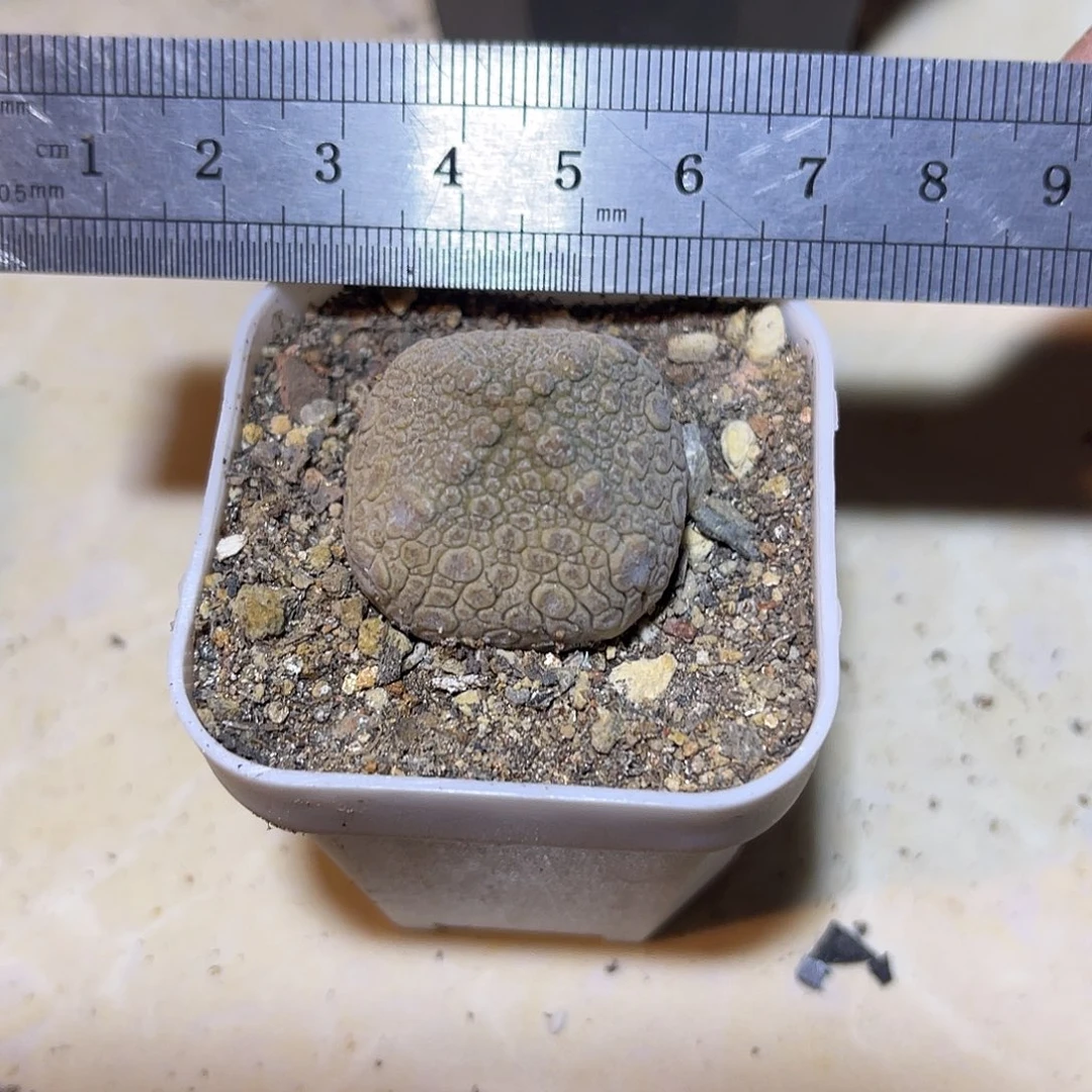 实生四角凝蹄玉一物一拍