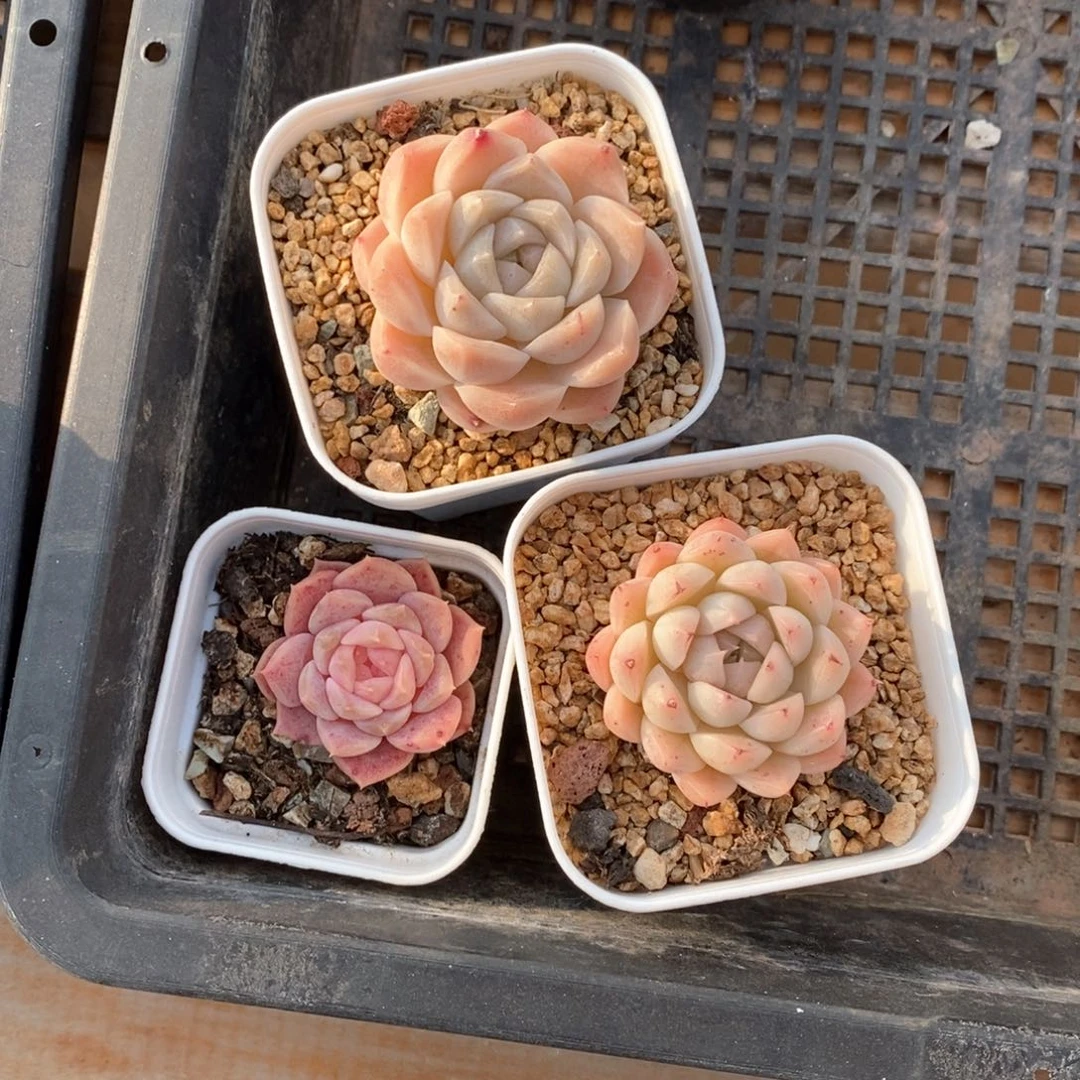 精品多肉一物一拍59