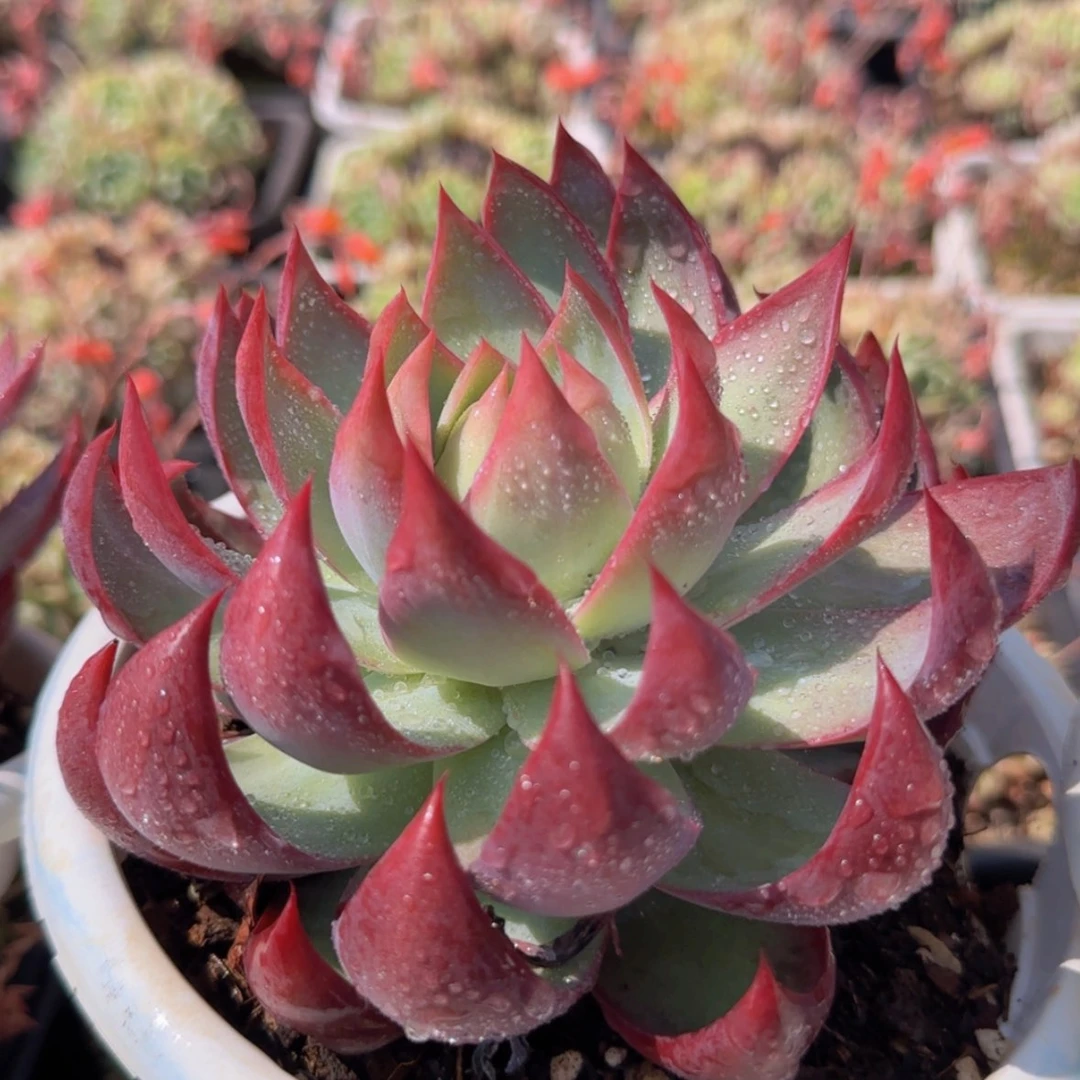 【闪购商品】内扣叶惊鸿