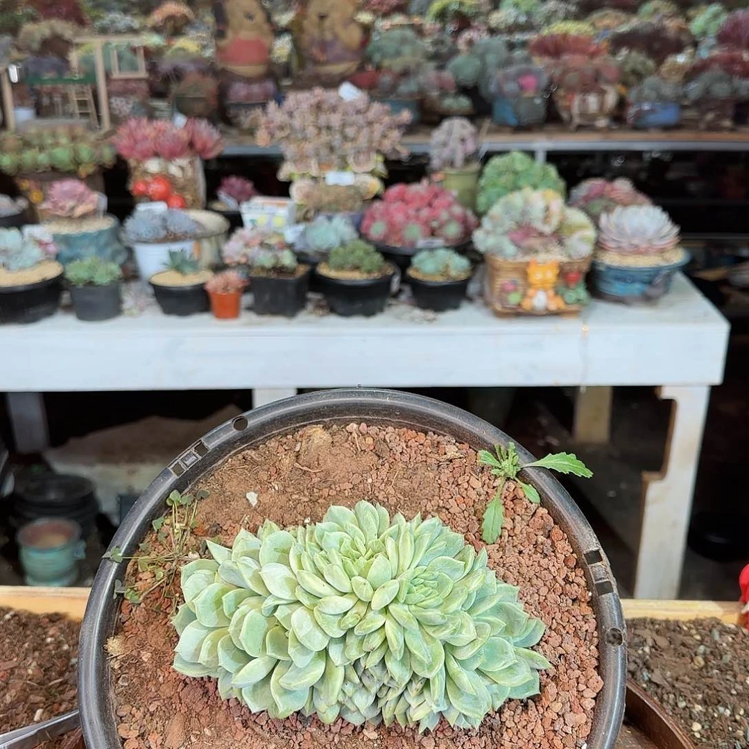 紫*晶紫水晶。蓝眼睛缀180   肉