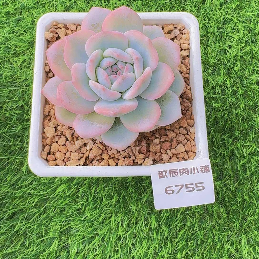 多肉植物橙梦露锦6755