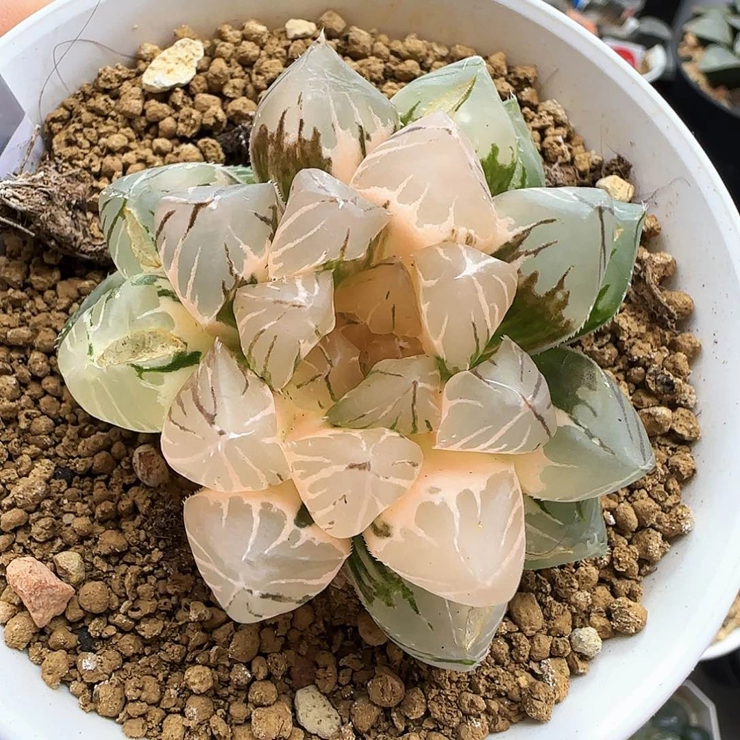 230号紫王玉露锦一物一拍带盆