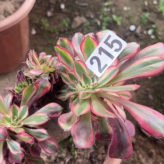 岁***好多肉植物一个香215
