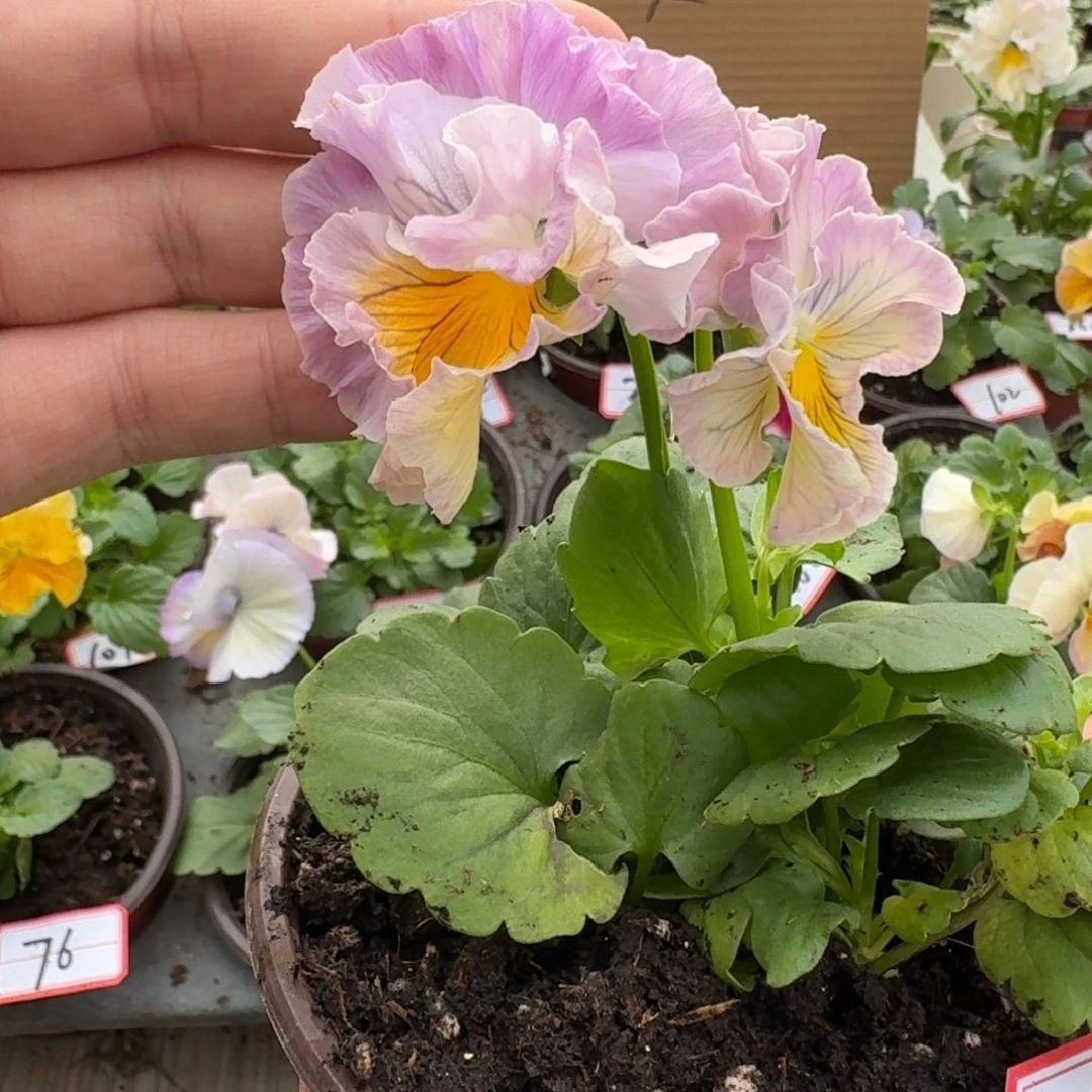 大部分花苞少量开放290