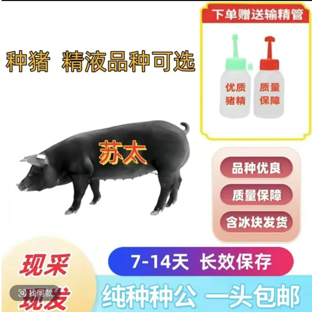 原种苏太种母猪种公猪猪精液一个包邮到乡镇包对版生态养殖耗材