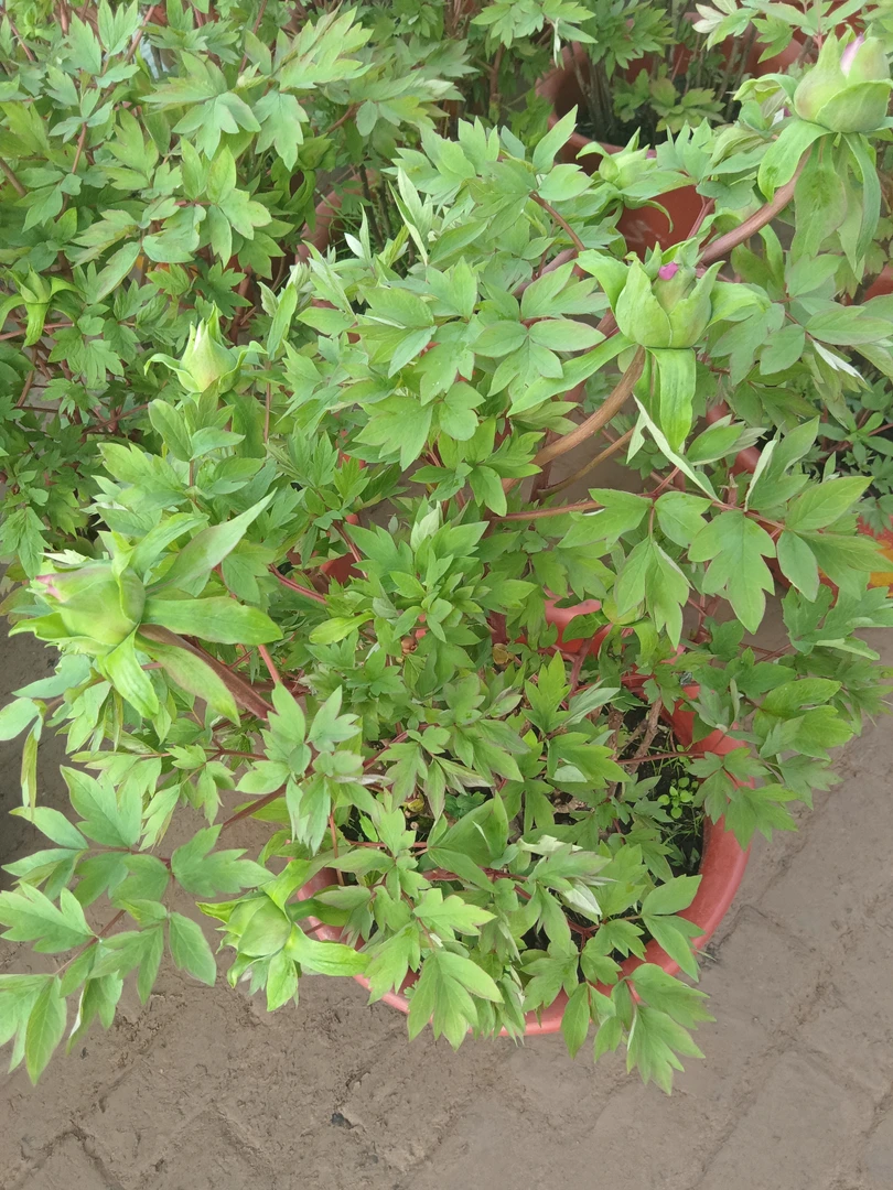 上盆牡丹，春节开花