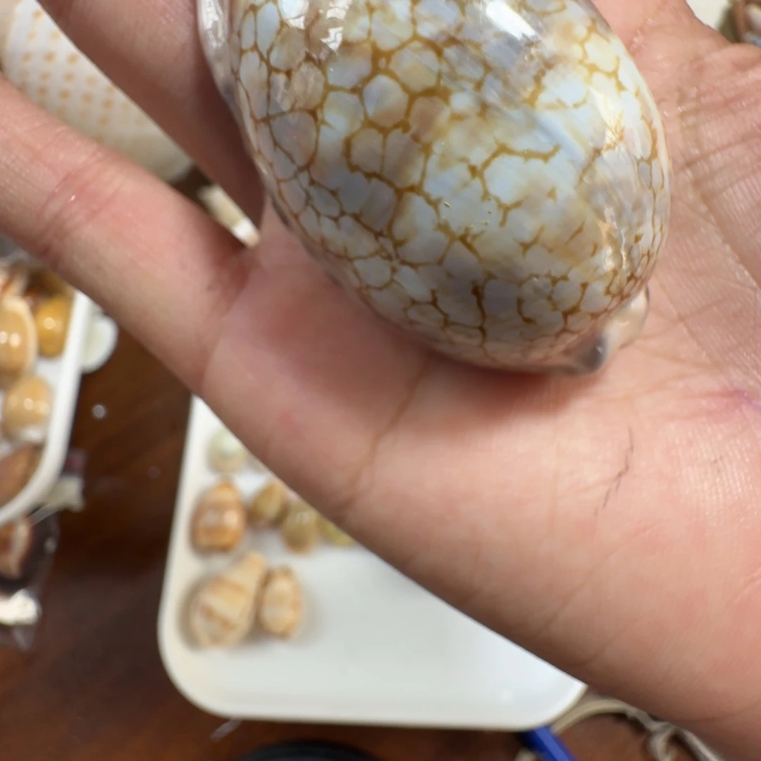 宝螺稀有一物一拍