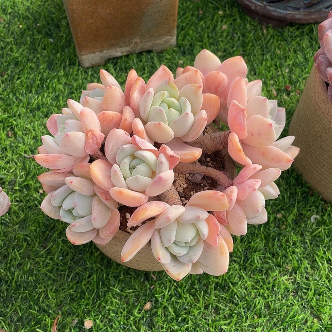 冷香群生多肉植物一物一拍多肉