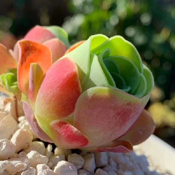 黄玫瑰酒杯玫瑰【视频同款山地玫瑰水蜜桃】山地玫瑰多肉