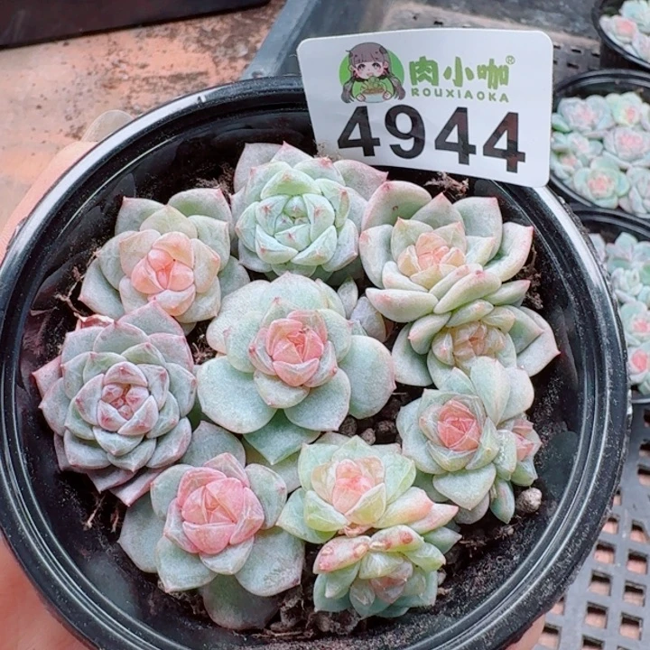 多肉植物多肉植物