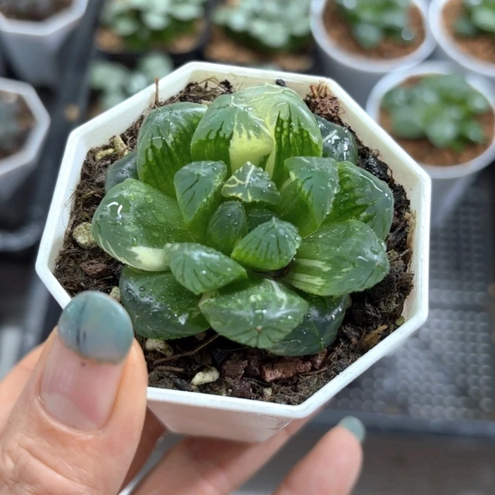 花火玉露锦多肉植物