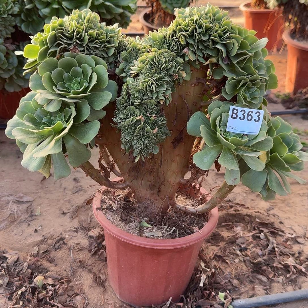 363绿缀一颗呀呀呀