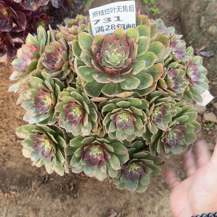 731二号棚莲花座B