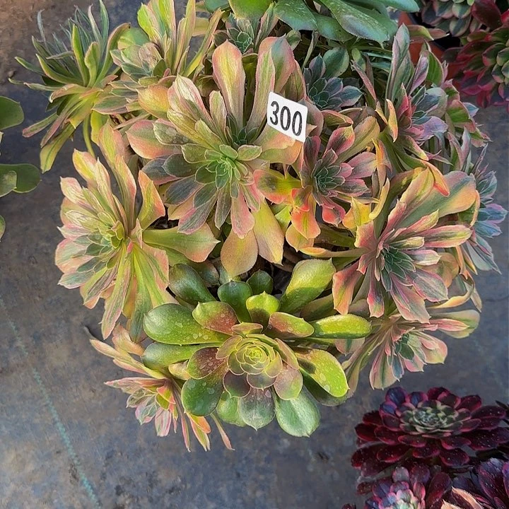 少****孩300光辉法师多肉 不包断枝