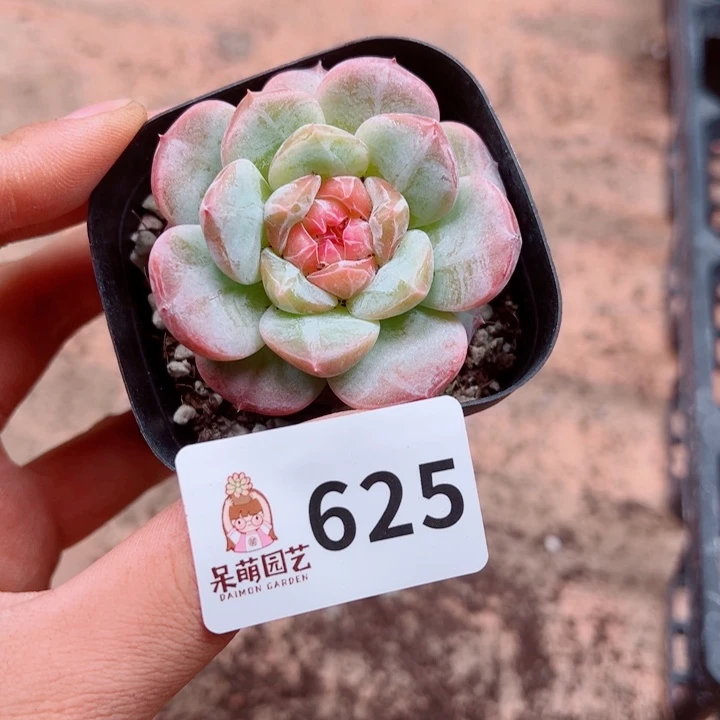 苹***崽多肉植物多肉植物