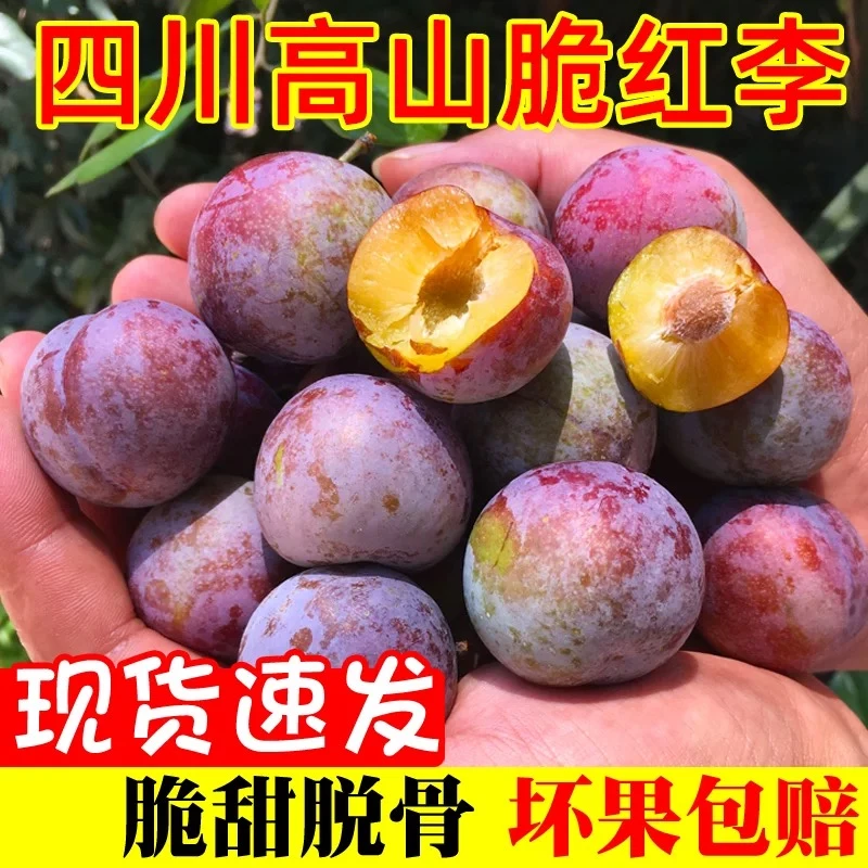 【冰糖脱骨李发货中】四川正宗半边红脱骨李茵红李蜂糖李脆红青脆李