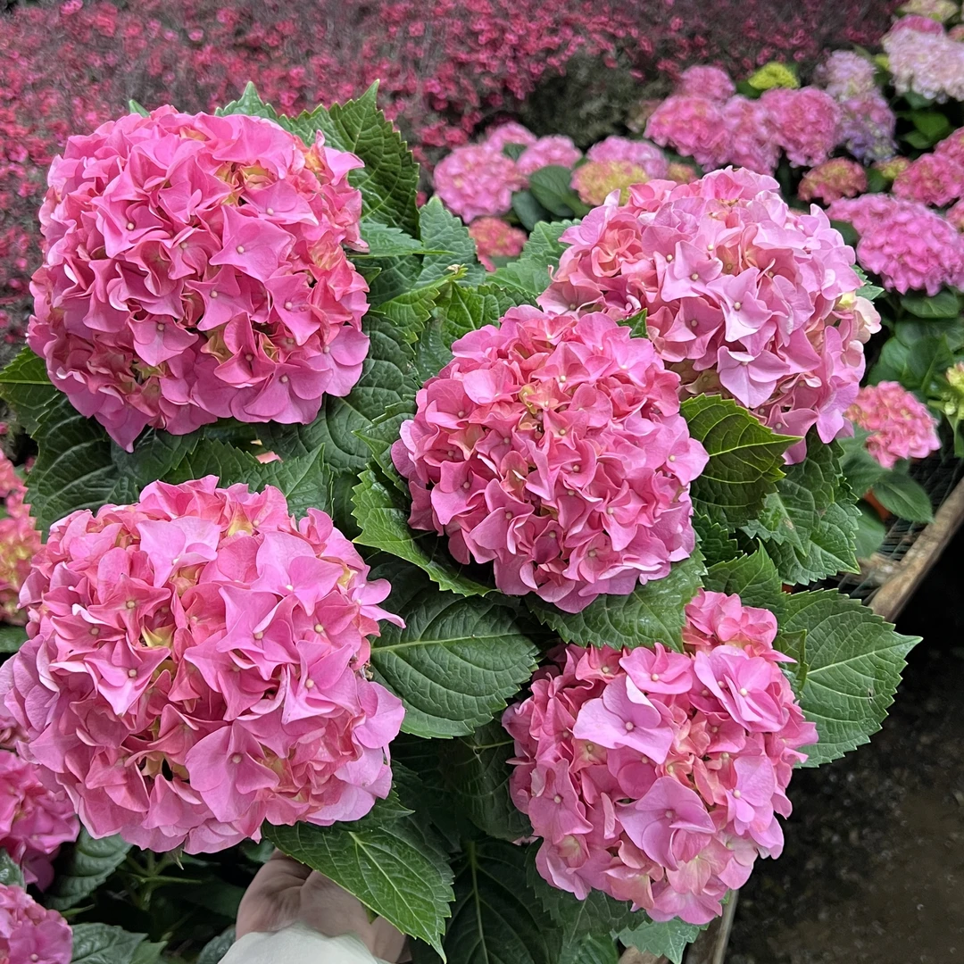 萝莉绣球花盆栽庭院阳台新手易养护喜水植物