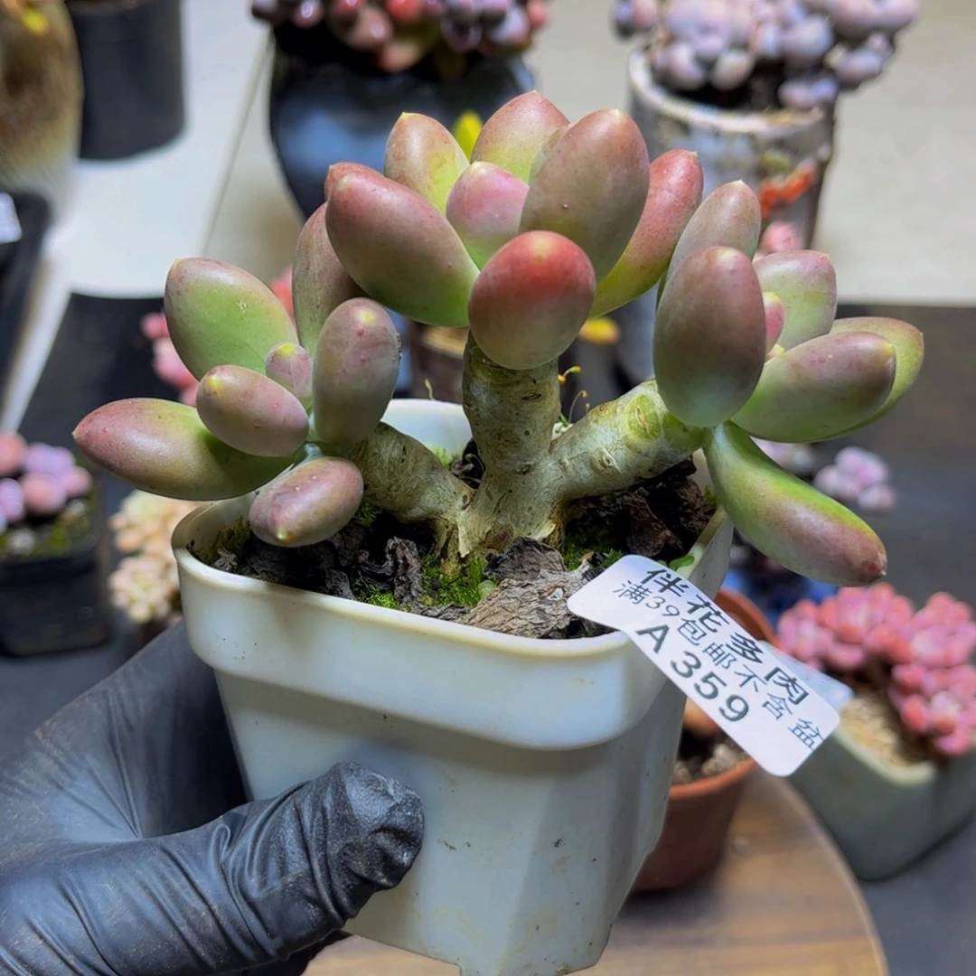 359芒果奶13厘米多肉