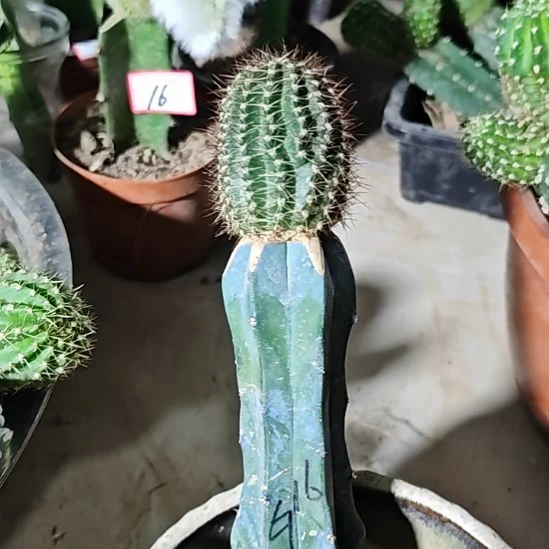 彩草龙神木嫁接g16福