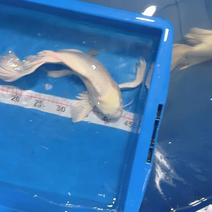 蝴蝶鲤鱼蝴蝶鲤包邮40不售后