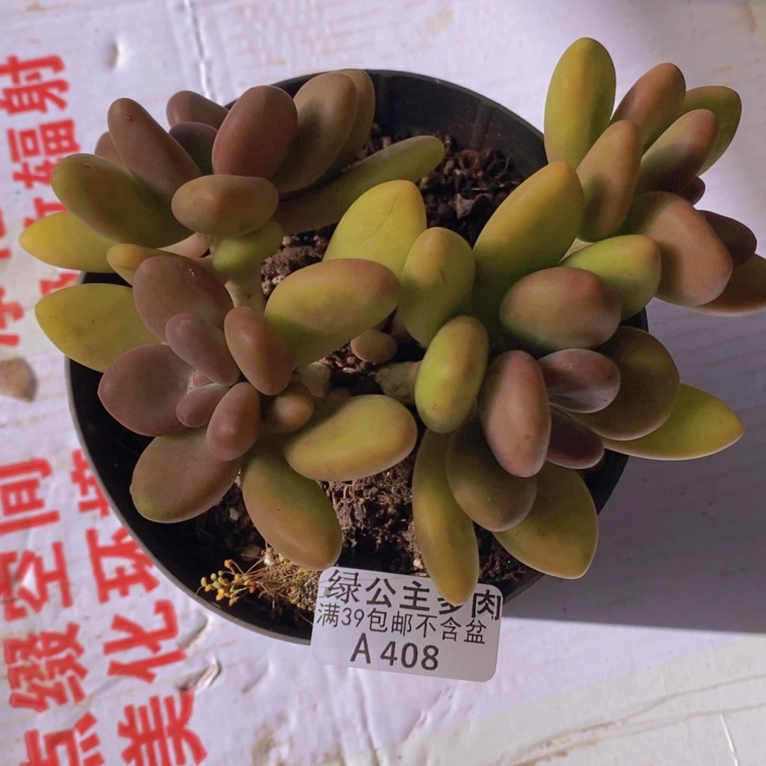 芒果奶13cm408多肉植物