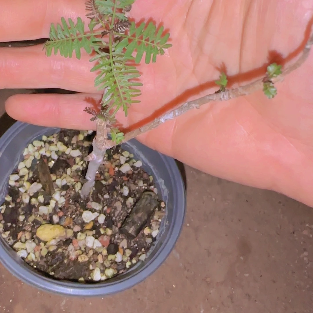 M***n块根植物块根植物