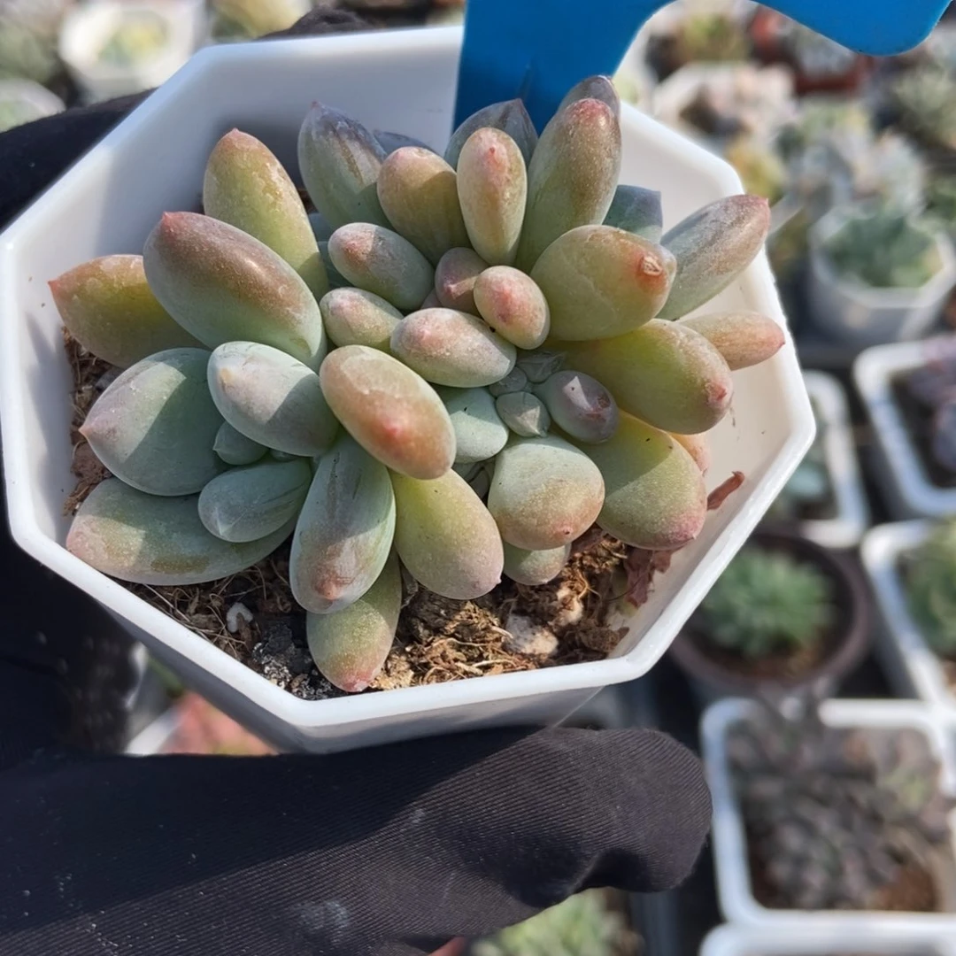 850灰姑娘多肉植物保护