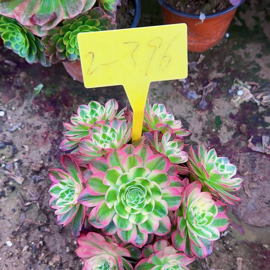 2+396+-+多头多肉植物