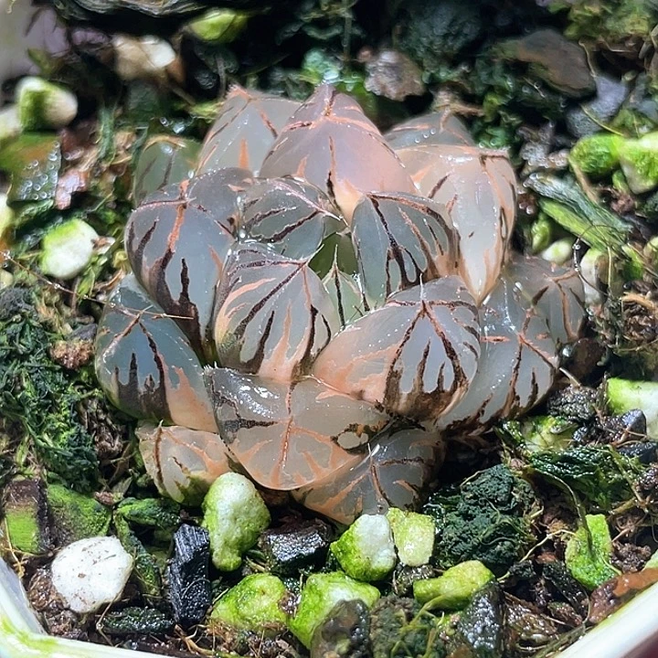 720水晶实生锦特选福利
