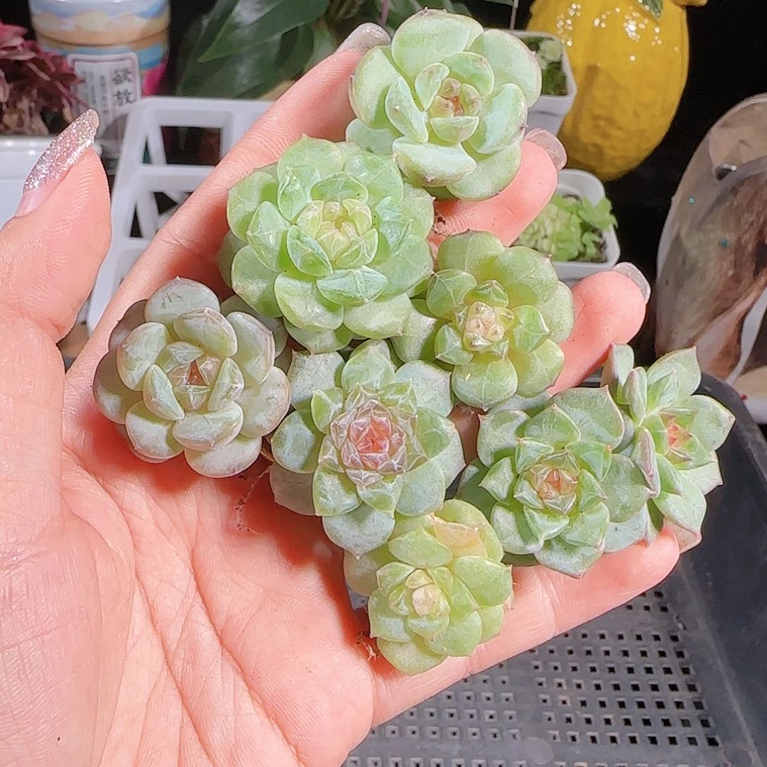 0724-:-106糖心珍妮