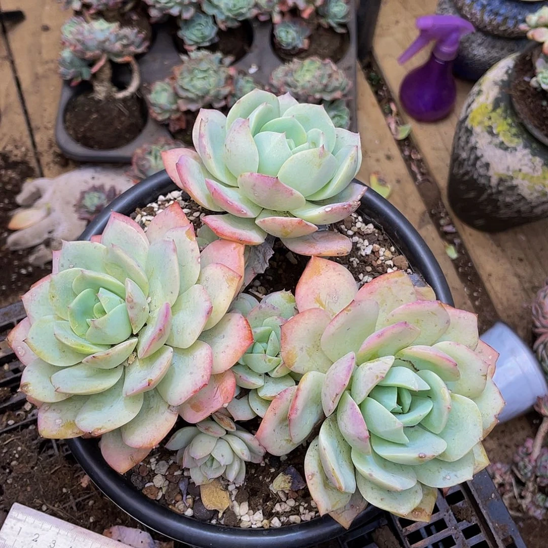 一物一拍恋曲老桩