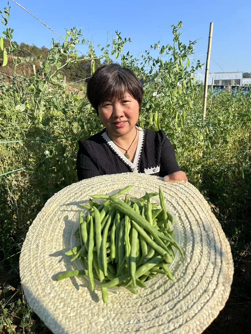 【现摘】云南露天四季豆新鲜时令芸豆新鲜蔬菜