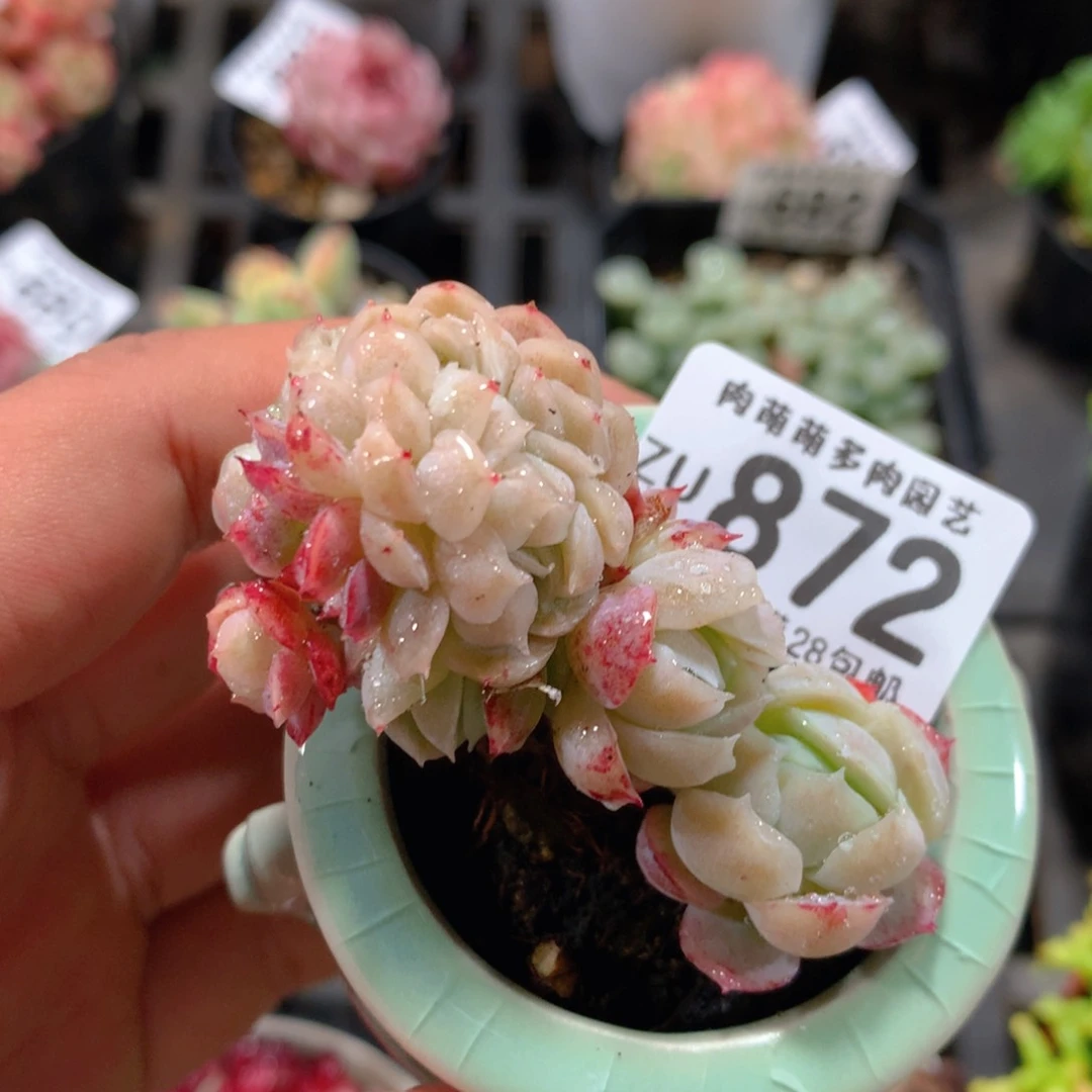 5CM拇指盆精控多肉ZU872