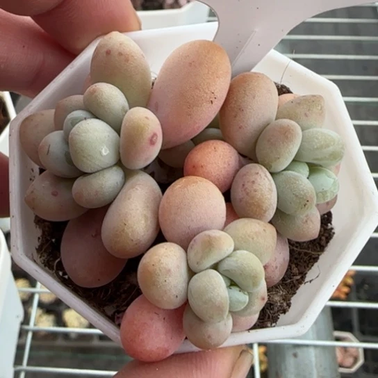 36洛神满18包邮多肉