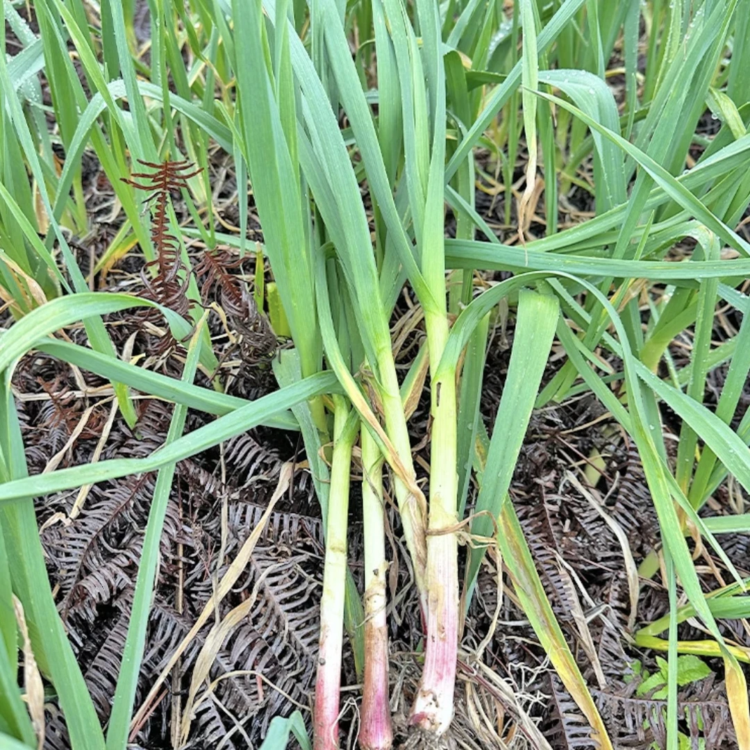 山城夏姐江西农家自种新鲜大蒜苗