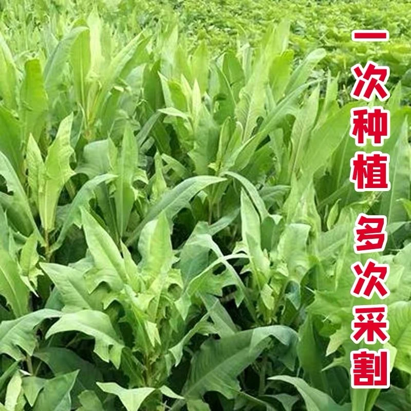 曲麻菜籽蔬菜良品苦麻菜种子阳台盆栽野菜蔬菜籽