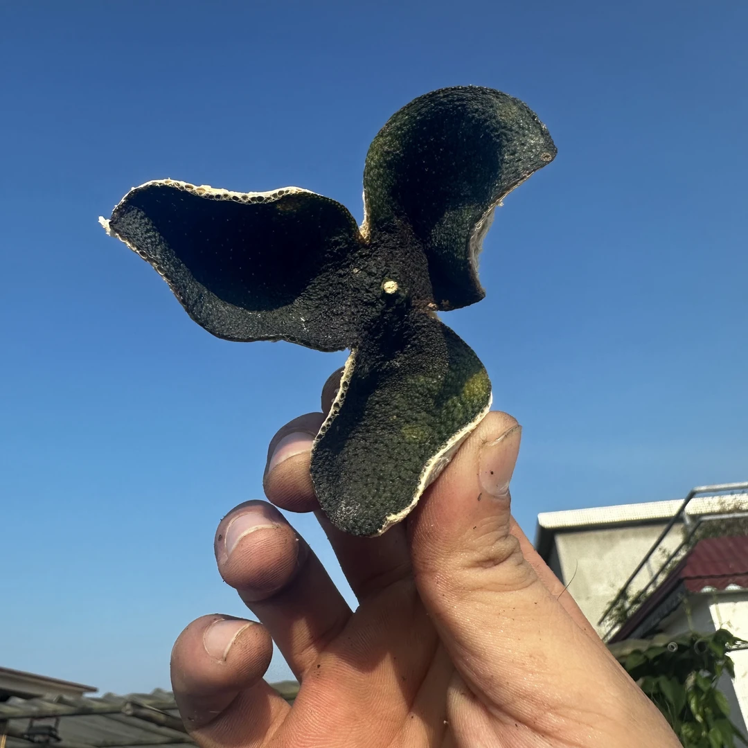 新会陈皮 圈枝中大青皮 天马 原始品种 传统种植 全生晒 收藏级别